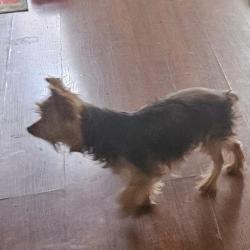 Reunited Male Dog last seen Richmond Road, Edmond, OK 73034