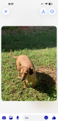 Lost Female Dog last seen Whispering Pines, Daphne, AL 36526