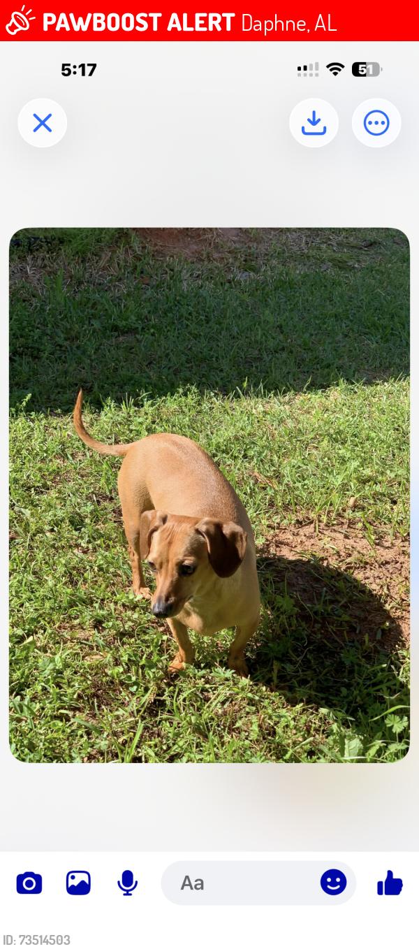 Lost Female Dog last seen Whispering Pines, Daphne, AL 36526