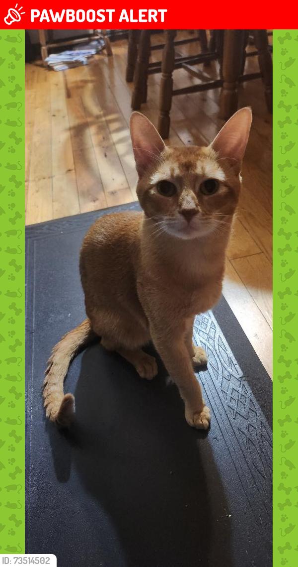 Lost Male Cat last seen Not sure, North Dundas, ON K0E 1S0