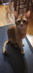 Lost Male Cat last seen Not sure, North Dundas, ON K0E 1S0