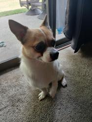 Reunited Male Dog last seen Waller rd E next to the train tracks, Tacoma, WA 98446