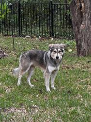 Found/Stray Unknown Dog last seen Bellingham Drive, Near I-30 and St. Francis, Dallas, TX 75228