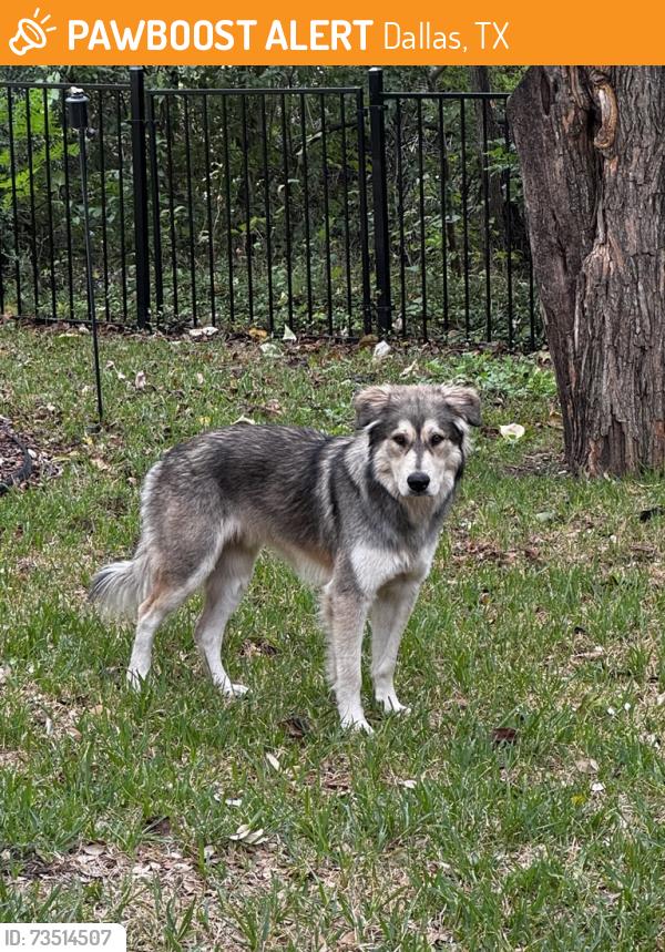 Found/Stray Unknown Dog last seen Bellingham Drive, Near I-30 and St. Francis, Dallas, TX 75228