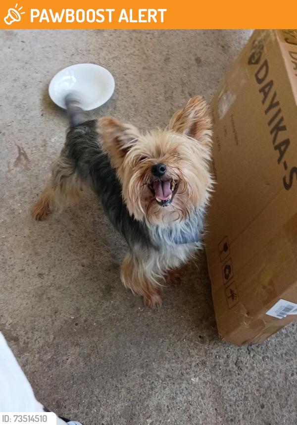 Found/Stray Male Dog last seen Corner of ridge road and Wallace road, Gwinnett County, GA 30519