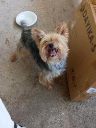 Found/Stray Male Dog last seen Corner of ridge road and Wallace road, Gwinnett County, GA 30519