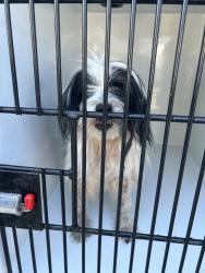 Shelter Stray Female Dog last seen Snowbird Lane, VIRGINIA BEACH, VA, 23454, 341 S Birdneck Rd, Virginia Beach, VA 23451, USA