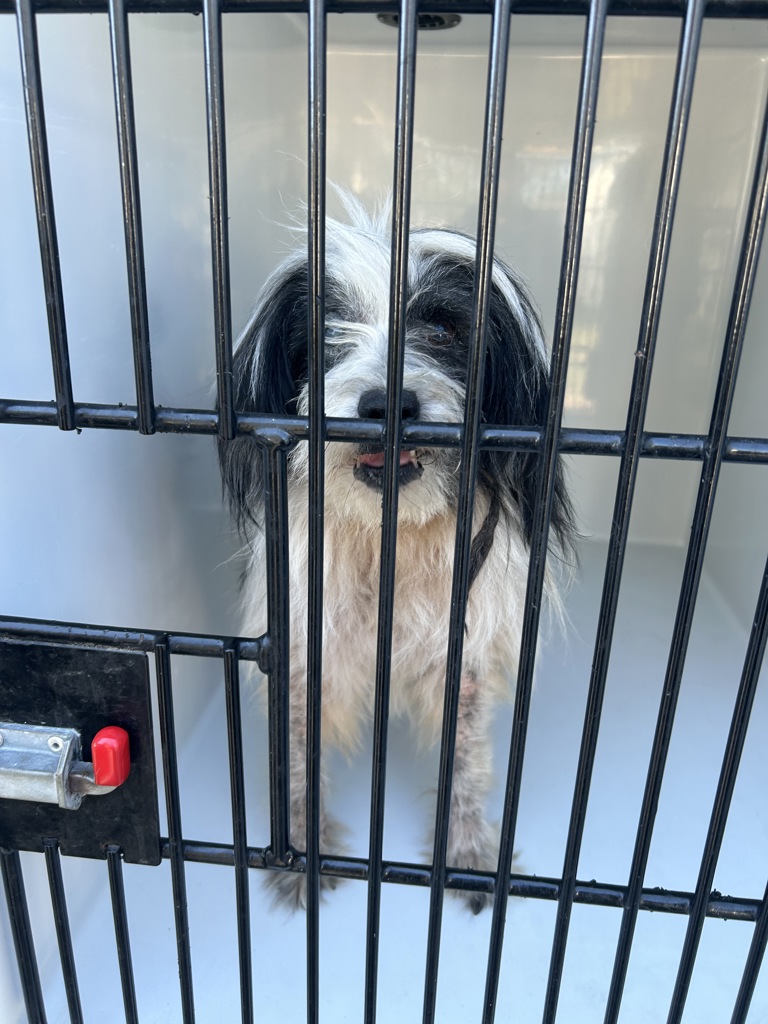 Shelter Stray Female Dog last seen Snowbird Lane, VIRGINIA BEACH, VA, 23454, 341 S Birdneck Rd, Virginia Beach, VA 23451, USA