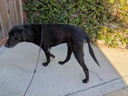 Reunited Male Dog last seen Baker St and Fairview Rd, Costa Mesa, CA 92626