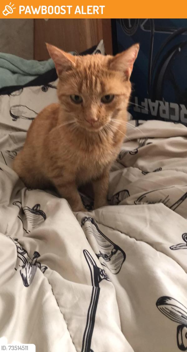 Found/Stray Female Cat last seen Not sure, North Dundas, ON K0E 1S0
