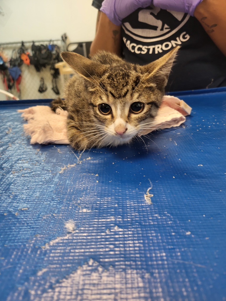 Shelter Stray Female Cat last seen Apt 5B,355 E 165 Street, BRONX, NY, 10456, 326 E 110th St, New York, NY 10029, USA