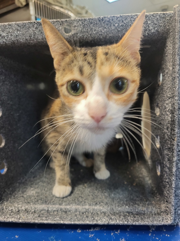 Shelter Stray Female Cat last seen Apt 5B,355 E 165 Street, BRONX, NY, 10456, 326 E 110th St, New York, NY 10029, USA