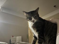 Reunited Female Cat last seen Jones Ferry Rd, Carrboro, NC 27510