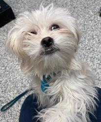 Shelter Stray Female Dog last seen Arvada, Arvada, CO, 80001, 580 McIntyre St, Golden, CO 80401, USA