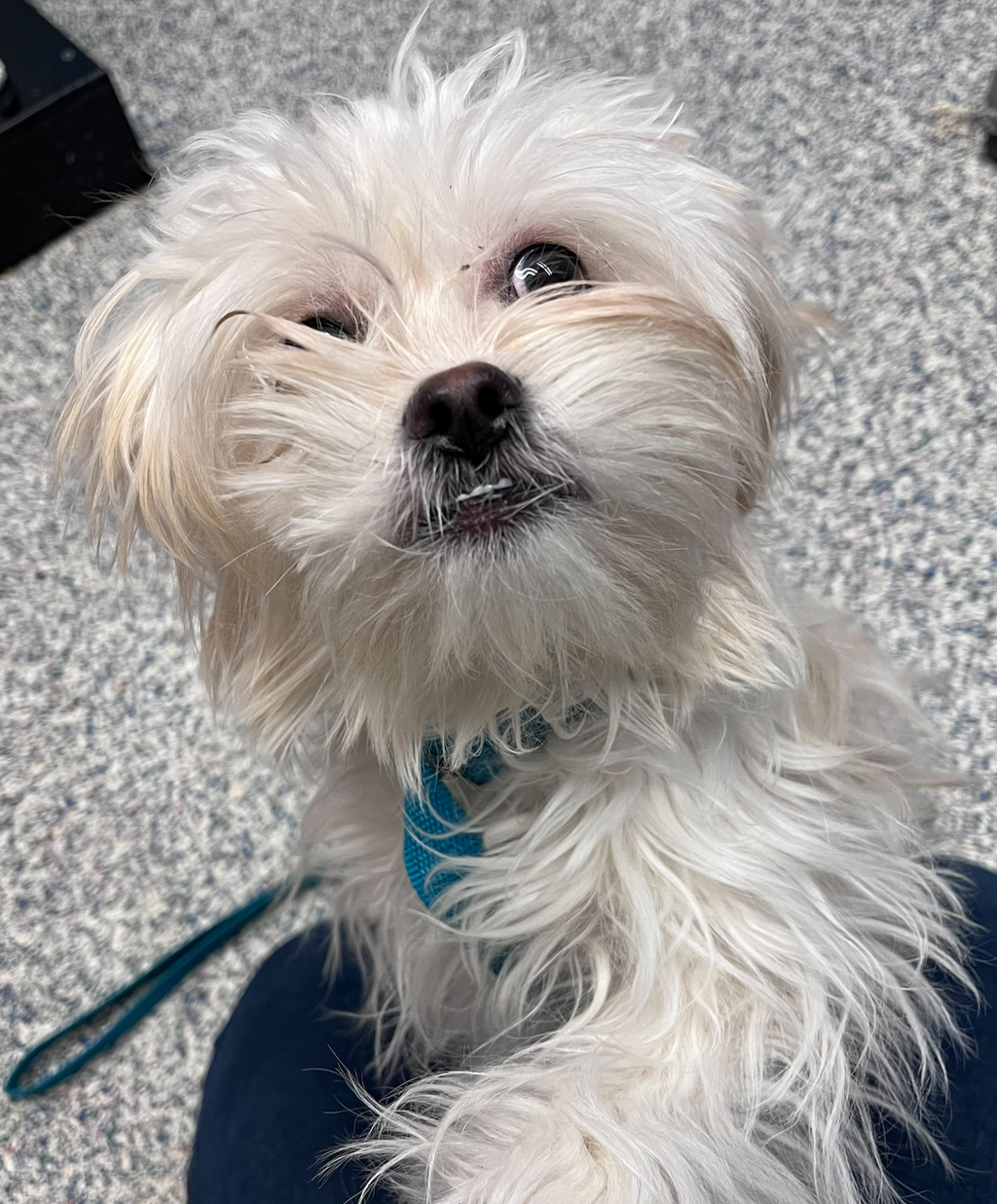 Shelter Stray Female Dog last seen Arvada, Arvada, CO, 80001, 580 McIntyre St, Golden, CO 80401, USA