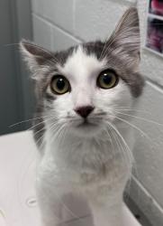 Shelter Stray Female Cat last seen Unknown, Golden, CO, 80401, 580 McIntyre St, Golden, CO 80401, USA