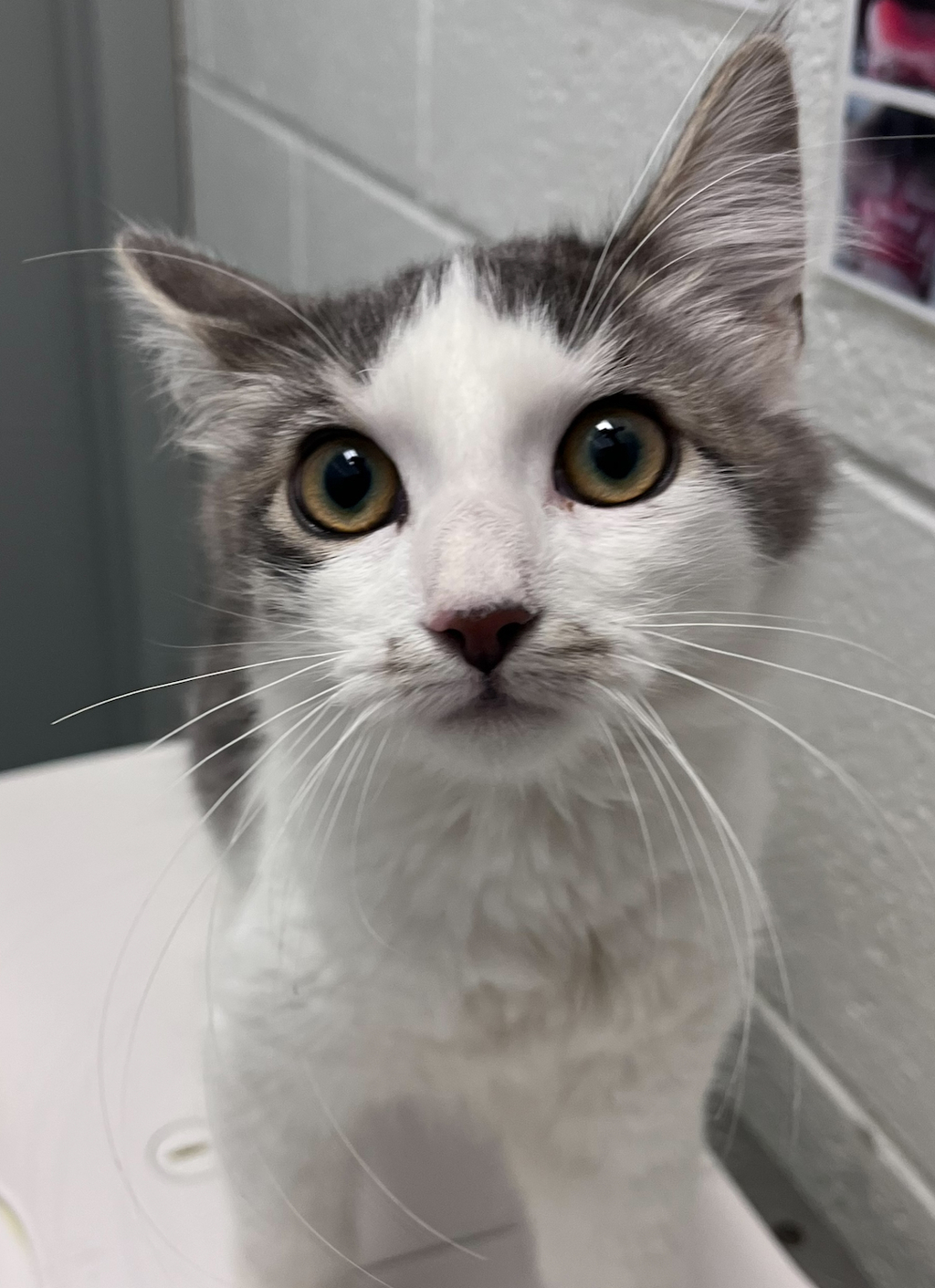 Shelter Stray Female Cat last seen Unknown, Golden, CO, 80401, 580 McIntyre St, Golden, CO 80401, USA
