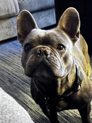 Lost Male Dog last seen Via Escalante and Skyloft Dr, Jurupa Valley, CA 92509