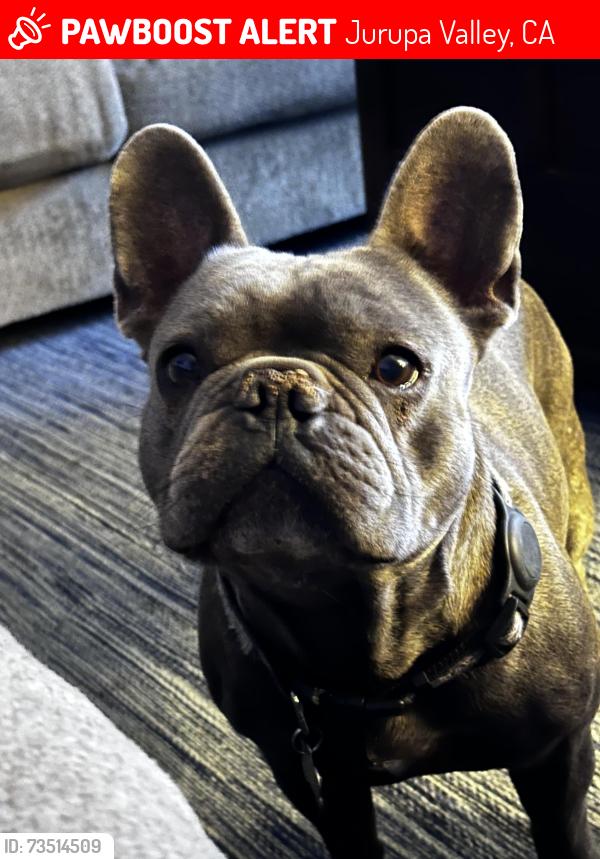 Lost Male Dog last seen Via Escalante and Skyloft Dr, Jurupa Valley, CA 92509