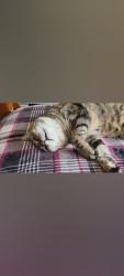 Reunited Female Cat last seen Torrance Beach entrance, Redondo Beach, CA 90277