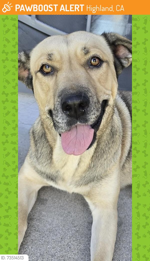 Found/Stray Unknown Dog last seen Villa Ave and Palm Ave, Highland, CA 92346