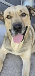 Found/Stray Unknown Dog last seen Villa Ave and Palm Ave, Highland, CA 92346