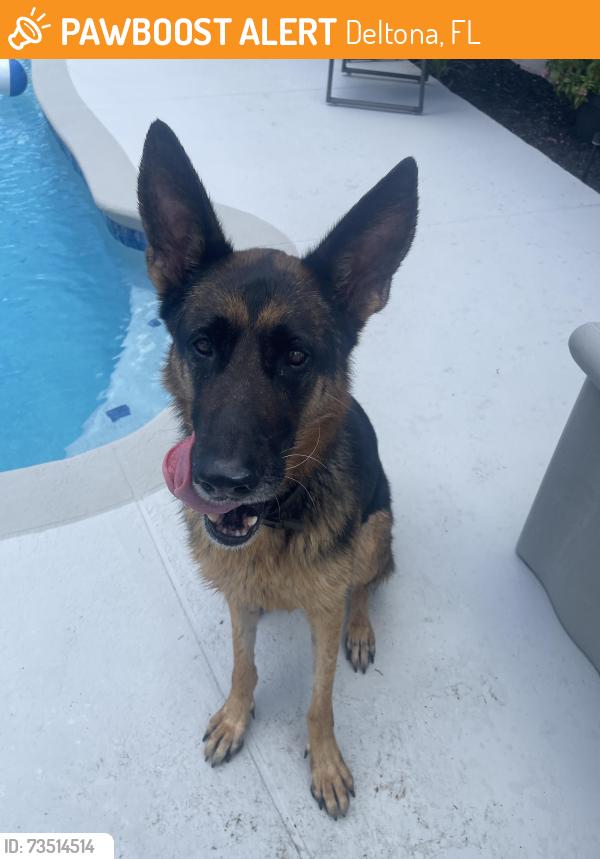 Found/Stray Unknown Dog last seen Howland, Deltona, FL 32738