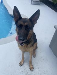Found/Stray Unknown Dog last seen Howland, Deltona, FL 32738