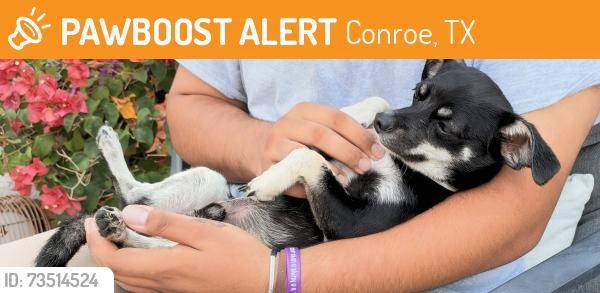 Found/Stray Male Dog last seen Cathedral Oaks Trl, Conroe, TX 77301