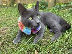 Lost Male Cat last seen Chestnut Street, Mulberry, Lancaster, PA 17603
