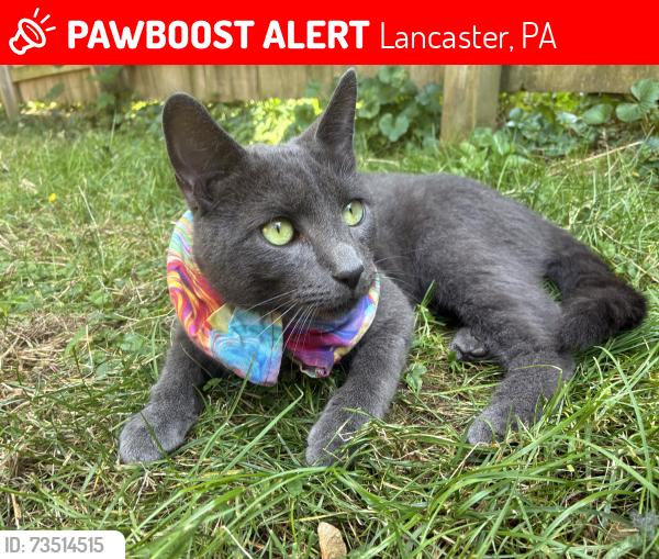Lost Male Cat last seen Chestnut Street, Mulberry, Lancaster, PA 17603
