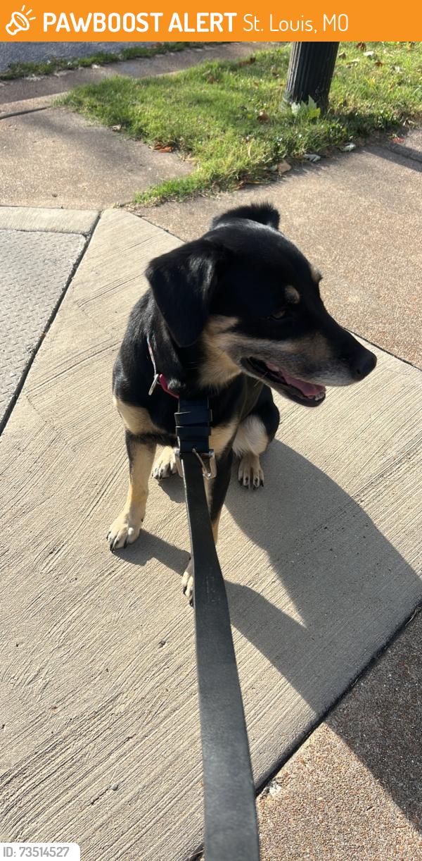 Found/Stray Female Dog last seen Minnesota ave and kolin st, St. Louis, MO 63118