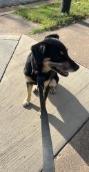 Found/Stray Female Dog last seen Minnesota ave and kolin st, St. Louis, MO 63118