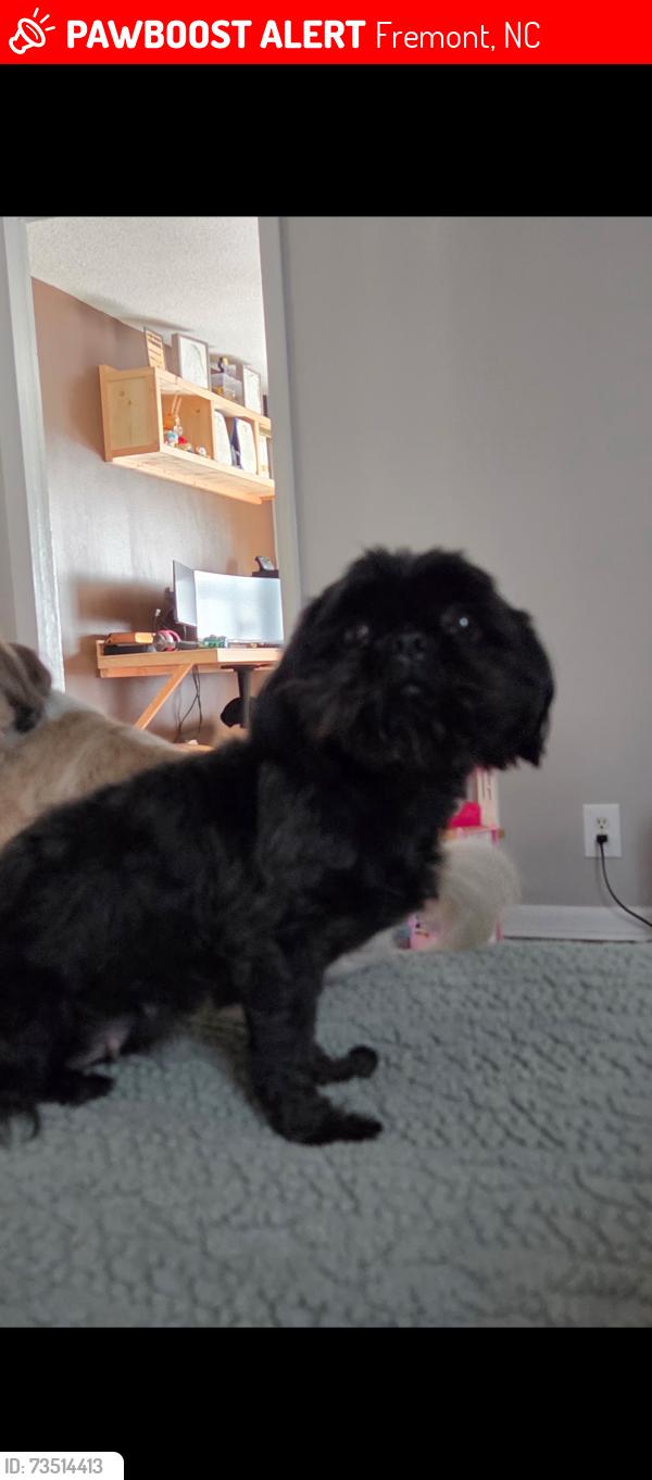Lost Female Dog last seen Morningside Rd/ Slabtown Rd, Fremont, NC 27830