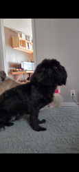 Lost Female Dog last seen Morningside Rd/ Slabtown Rd, Fremont, NC 27830