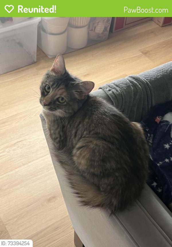 Reunited Female Cat last seen High View Circle, Greensboro, NC 27410