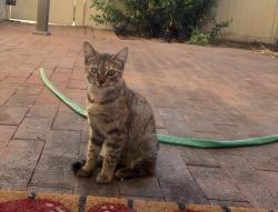 Found/Stray Unknown Cat last seen Chino Ave & Norton, Chino, CA 91710