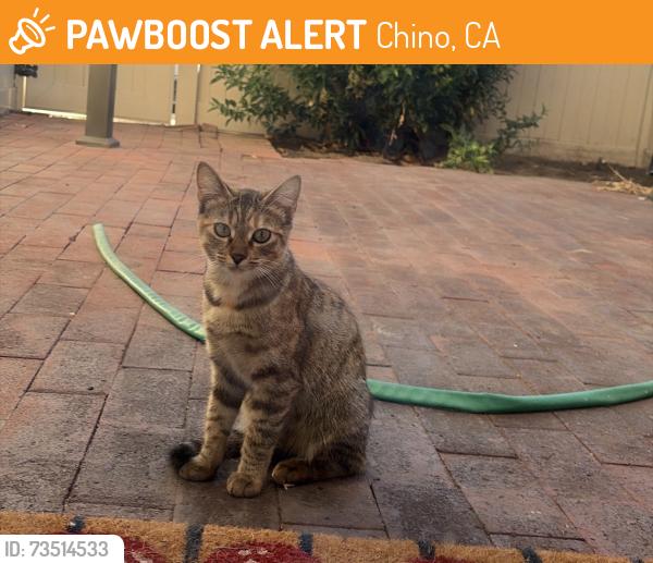 Found/Stray Unknown Cat last seen Chino Ave & Norton, Chino, CA 91710