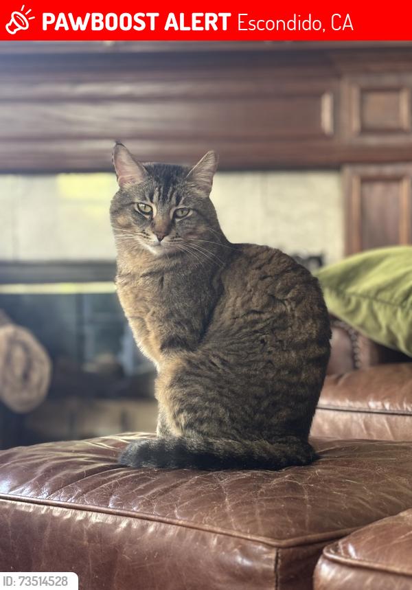 Lost Male Cat last seen Laura ln. Escondido, Ca, Escondido, CA 92025