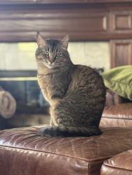 Lost Male Cat last seen Laura ln. Escondido, Ca, Escondido, CA 92025
