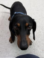 Reunited Unknown Dog last seen Lewis and Downie - Riverdale Elementary, Garden Grove, CA 92843