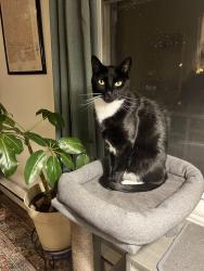 Reunited Male Cat last seen Monroe st between 14th and 16th, Washington, DC 20010