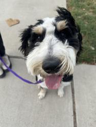Reunited Male Dog last seen Mariposa / Ash Crewk, Dallas, TX 75228