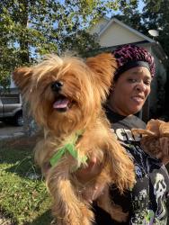 Found/Stray Female Dog last seen Near James Madison Drive, Hampton, GA 30228