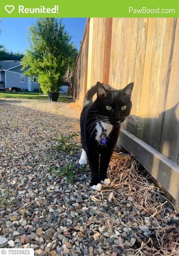 Reunited Male Cat last seen Near Johnson St, Enumclaw, WA 98022, USA, Enumclaw, WA 98022