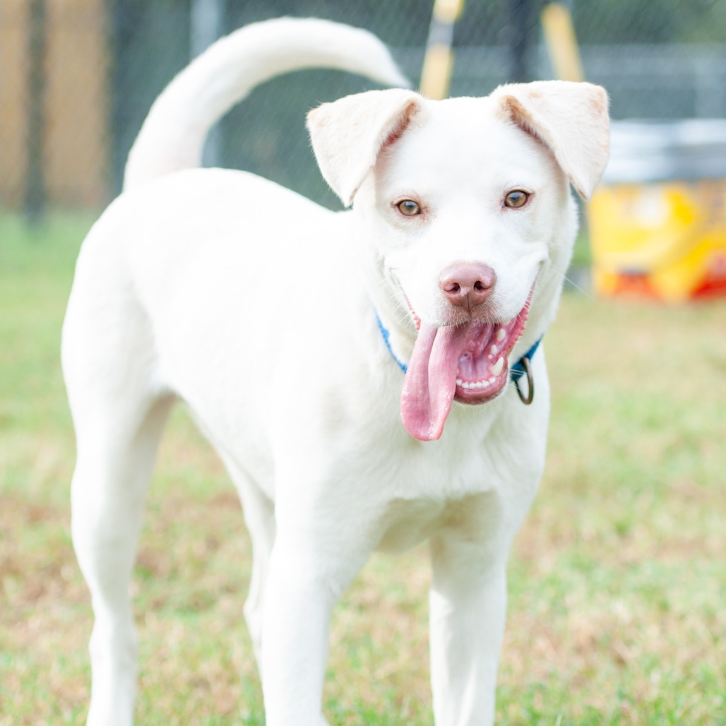 Shelter Stray Male Dog last seen , 2951 S 1st St, Cabot, AR 72023, USA