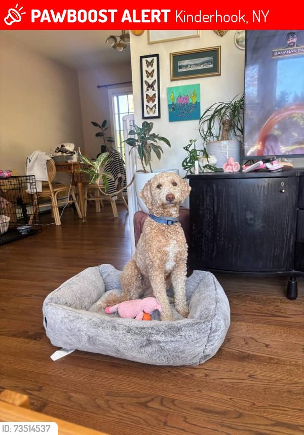 Lost Female Dog last seen orchard street, kinderhook, ny, Kinderhook, NY 12106