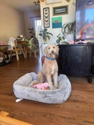 Lost Female Dog last seen orchard street, kinderhook, ny, Kinderhook, NY 12106