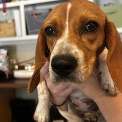 Shelter Stray Female Dog last seen , 4500 N Access Rd, Chattanooga, TN 37415, USA