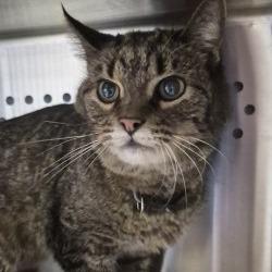 Shelter Stray Female Cat last seen , 3428 S Jenkins Ave, Norman, OK 73072, USA